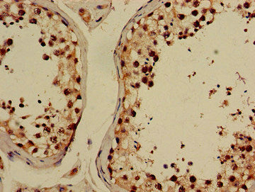 Immunohistochemistry of paraffin-embedded human testis tissue using GABPB2 Antibody at dilution of 1:100Rabbit anti-Human GABPB2 Polyclonal Antibody