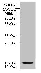 Western blot  | All lanes: LMO3 antibody at 6µg/ml + Hela whole cell lysate  | Secondary  | Goat polyclonal to rabbit IgG at 1/10000 dilution  | Predicted band size: 17, 20, 18, 19 kDa  | Observed band size: 17 kDa