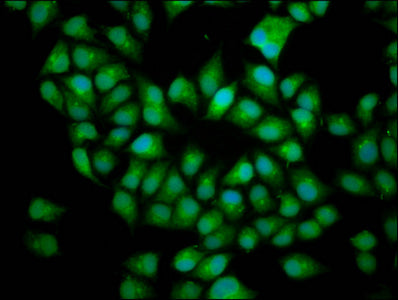 Immunofluorescence staining of Hela cells with BICD2 Antibody at 1:166, counter-stained with DAPI. The cells were fixed in 4% formaldehyde, permeabilized using 0.2% Triton X-100 and blocked in 10% normal Goat Serum. The cells were then incubated with the antibody overnight at 4°C. The secondary antibody was Alexa Fluor 488-congugated AffiniPure Goat Anti-Rabbit IgG(H+L).