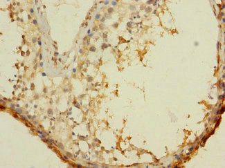 Immunohistochemistry of paraffin-embedded human testis tissue using the antibody at dilution of 1:100