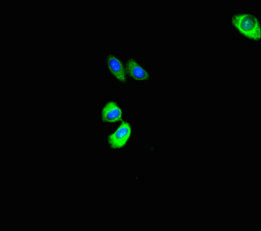 Immunofluorescent analysis of HepG2 cells using ASB10 Antibody at dilution of 1:100 and Alexa Fluor 488-congugated AffiniPure Goat Anti-Rabbit IgG(H+L)Rabbit anti-Human ASB10 Polyclonal Antibody