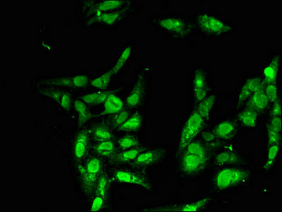 Immunofluorescent analysis of Hela cells using BBX Antibody at dilution of 1:100 and Alexa Fluor 488-congugated AffiniPure Goat Anti-Rabbit IgG(H+L)