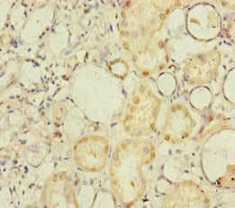 Immunohistochemistry of paraffin-embedded human kidney tissue using NELL1 Antibody at dilution of 1:100Rabbit anti-Human NELL1 Polyclonal Antibody