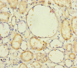 Immunohistochemistry of paraffin-embedded human kidney tissue using NELL1 Antibody at dilution of 1:100Rabbit anti-Human NELL1 Polyclonal Antibody