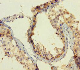Immunohistochemistry of paraffin-embedded human testis tissue using the antibody at dilution of 1:100