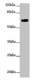 Western blot | All lanes: FBXW5 antibody at 2μg/ml + PC-3 whole cell lysate | Secondary | Goat polyclonal to rabbit IgG at 1/10000 dilution | Predicted band size: 64, 43 kDa | Observed band size: 64 kDaRabbit anti-Human FBXW5 Polyclonal Antibody