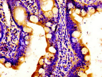 Immunohistochemistry of paraffin-embedded human small intestine tissue using the antibody at dilution of 1:100Rabbit anti-Human APOBEC3D Polyclonal Antibody