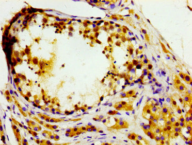 IHC image of MASTL Antibody diluted at 1:200 and staining in paraffin-embedded human testis tissue performed on a Leica BondTM system. After dewaxing and hydration, antigen retrieval was mediated by high pressure in a citrate buffer (pH 6.0). Section was blocked with 10% normal goat serum 30min at RT. Then primary antibody (1% BSA) was incubated at 4°C overnight. The primary is detected by a biotinylated secondary antibody and visualized using an HRP conjugated SP system.