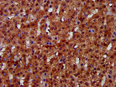IHC image of the antibody diluted at 1:300 and staining in paraffin-embedded human adrenal gland tissue performed on a Leica BondTM system. After dewaxing and hydration, antigen retrieval was mediated by high pressure in a citrate buffer (pH 6.0). Section was blocked with 10% normal goat serum 30min at RT. Then primary antibody (1% BSA) was incubated at 4°C overnight. The primary is detected by a biotinylated secondary antibody and visualized using an HRP conjugated SP system.Rabbit anti-Human FUK Polyclonal Antibody