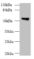 Western blot  | All lanes: TCP11L2 antibody at 1μg/ml + A549 whole cell lysate  | Secondary  | Goat polyclonal to rabbit at 1/10000 dilution  | Predicted band size: 59, 30 kDa  | Observed band size: 59 kDaRabbit anti-Human TCP11L2 Polyclonal Antibody