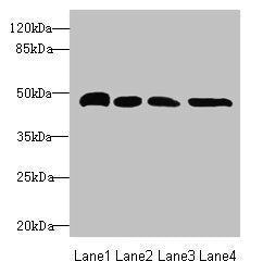 Western blot  | All lanes: TXNDC5 antibody at 5.75µg/ml  | Lane 1: HepG2 whole cell lysate  | Lane 2: Colo320 whole cell lysate  | Lane 3: Mouse brain tissue  | Lane 4: Mouse stomach tissue  | Secondary  | Goat polyclonal to rabbit IgG at 1/10000 dilution  | Predicted band size: 48, 37 kDa  | Observed band size: 48 kDaRabbit anti-Human TXNDC5 Polyclonal Antibody