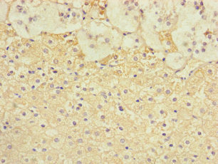 Immunohistochemistry of paraffin-embedded human adrenal gland tissue using TSPAN14 Antibody at dilution of 1:100Rabbit anti-Human TSPAN14 Polyclonal Antibody