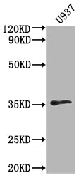 Western Blot | Positive WB detected in: U937 whole cell lysate | All lanes: OR1K1 antibody at 1:2000 | Secondary | Goat polyclonal to rabbit IgG at 1/50000 dilution | Predicted band size: 35 kDa | Observed band size: 35 kDaRabbit anti-Human OR1K1 Polyclonal Antibody