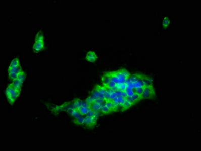 Immunofluorescence staining of 293 cells with LILRB1 Antibody at 1:133, counter-stained with DAPI. The cells were fixed in 4% formaldehyde, permeabilized using 0.2% Triton X-100 and blocked in 10% normal Goat Serum. The cells were then incubated with the antibody overnight at 4°C. The secondary antibody was Alexa Fluor 488-congugated AffiniPure Goat Anti-Rabbit IgG(H+L).Rabbit anti-Human LILRB1 Polyclonal Antibody
