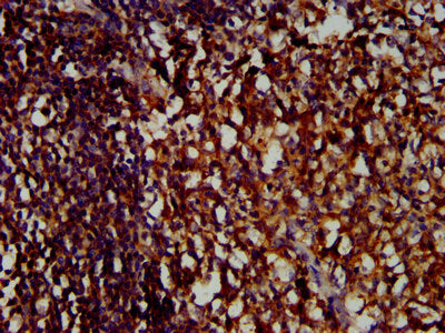 IHC image of LILRB1 Antibody diluted at 1:400 and staining in paraffin-embedded human tonsil tissue performed on a Leica BondTM system. After dewaxing and hydration, antigen retrieval was mediated by high pressure in a citrate buffer (pH 6.0). Section was blocked with 10% normal goat serum 30min at RT. Then primary antibody (1% BSA) was incubated at 4°C overnight. The primary is detected by a biotinylated secondary antibody and visualized using an HRP conjugated SP system.Rabbit anti-Human LILRB1 Polyclonal Antibody