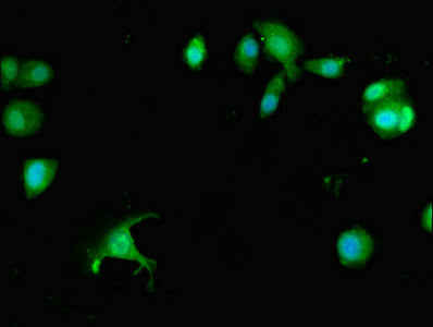 Immunofluorescent analysis of MCF-7 cells using PREX1 Antibody at dilution of 1:100 and Alexa Fluor 488-congugated AffiniPure Goat Anti-Rabbit IgG(H+L)