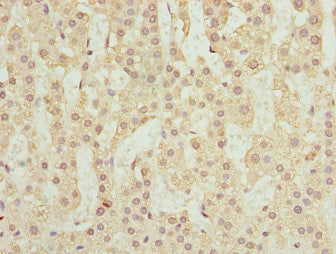 Immunohistochemistry of paraffin-embedded human adrenal gland tissue using RUFY2 Antibody at dilution of 1:100Rabbit anti-Human RUFY2 Polyclonal Antibody