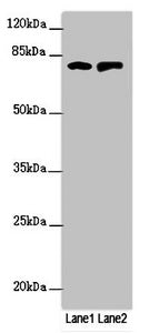 Western blot | All lanes: RUFY2 antibody at 1.69μg/ml | Lane 1: PC-3 whole cell lysate | Lane 2: Mouse spleen tissue | Secondary | Goat polyclonal to rabbit IgG at 1/10000 dilution | Predicted band size: 76, 71, 75, 47, 44 kDa | Observed band size: 76 kDaRabbit anti-Human RUFY2 Polyclonal Antibody