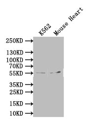 Western Blot Positive WB detected in: K562 whole cell lysate, Mouse Heart tissue lysate All lanes: SLC7A6 antibody at 1:1000 Secondary Goat polyclonal to rabbit IgG at 1/50000 dilution Predicted band size: 57 kDa Observed band size: 57 kDaRabbit anti-Human SLC7A6 Polyclonal Antibody