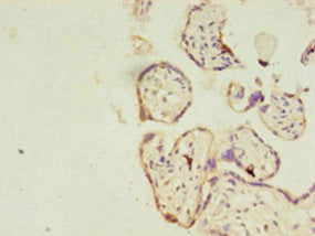 Immunohistochemistry of paraffin-embedded human placenta tissue using RERG Antibody at dilution of 1:100