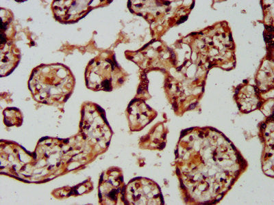 IHC image of the antibody diluted at 1:400 and staining in paraffin-embedded human placenta tissue performed on a Leica BondTM system. After dewaxing and hydration, antigen retrieval was mediated by high pressure in a citrate buffer (pH 6.0). Section was blocked with 10% normal goat serum 30min at RT. Then primary antibody (1% BSA) was incubated at 4°C overnight. The primary is detected by a biotinylated secondary antibody and visualized using an HRP conjugated SP system.