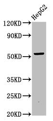 Western Blot | Positive WB detected in: HepG2 whole cell lysate | All lanes: OTUD5 antibody at 6.75μg/ml | Secondary | Goat polyclonal to rabbit IgG at 1/50000 dilution | Predicted band size: 61, 59, 60, 40 kDa | Observed band size: 59 kDaRabbit anti-Human OTUD5 Polyclonal Antibody