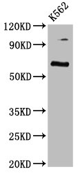 Western Blot | Positive WB detected in: K562 whole cell lysate | All lanes: CLPTM1L antibody at 3.7μg/ml | Secondary | Goat polyclonal to rabbit IgG at 1/50000 dilution | Predicted band size: 63, 59 kDa | Observed band size: 63 kDaRabbit anti-Human CLPTM1L Polyclonal Antibody