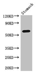 Western BlotPositive WB detected in: Mouse stomach tissueAll lanes: IL4I1 antibody at 3μg/mlSecondaryGoat polyclonal to rabbit IgG at 1/50000 dilutionPredicted band size: 63, 66 kDaObserved band size: 63 kDaRabbit anti-Human IL4I1 Polyclonal Antibody