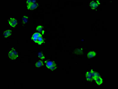 Immunofluorescence staining of MCF-7 cells with ARRDC1 Antibody at 1:133, counter-stained with DAPI. The cells were fixed in 4% formaldehyde, permeabilized using 0.2% Triton X-100 and blocked in 10% normal Goat Serum. The cells were then incubated with the antibody overnight at 4°C. The secondary antibody was Alexa Fluor 488-congugated AffiniPure Goat Anti-Rabbit IgG(H+L).Rabbit anti-Human ARRDC1 Polyclonal Antibody