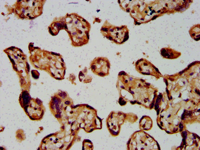IHC image of the antibody diluted at 1:400 and staining in paraffin-embedded human placenta tissue performed on a Leica BondTM system. After dewaxing and hydration, antigen retrieval was mediated by high pressure in a citrate buffer (pH 6.0). Section was blocked with 10% normal goat serum 30min at RT. Then primary antibody (1% BSA) was incubated at 4°C overnight. The primary is detected by a biotinylated secondary antibody and visualized using an HRP conjugated SP system.