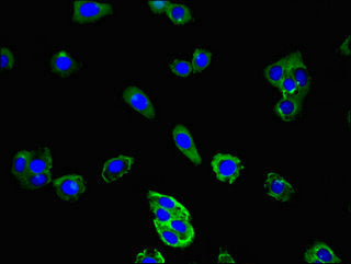 Immunofluorescent analysis of HepG2 cells using CD177 Antibody at dilution of 1:100 and Alexa Fluor 488-congugated AffiniPure Goat Anti-Rabbit IgG(H+L)Rabbit anti-Human CD177 Polyclonal Antibody