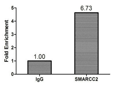 Chromatin Immunoprecipitation Hela (1.1*106) were cross-linked with formaldehyde, sonicated, and immunoprecipitated with 4μg anti-SMARCC2 or a control normal rabbit IgG. The resulting ChIP DNA was quantified using real-time PCR with primers (the antibody against the ESR1 pS2 promoter.Rabbit anti-Human SMARCC2 Polyclonal Antibody