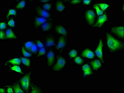 Immunofluorescence staining of Hela cells with MICAL1 Antibody at 1:100, counter-stained with DAPI. The cells were fixed in 4% formaldehyde, permeabilized using 0.2% Triton X-100 and blocked in 10% normal Goat Serum. The cells were then incubated with the antibody overnight at 4°C. The secondary antibody was Alexa Fluor 488-congugated AffiniPure Goat Anti-Rabbit IgG(H+L).