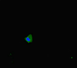 Immunofluorescent analysis of Hela cells using SLC16A10 Antibody at dilution of 1:100 and Alexa Fluor 488-congugated AffiniPure Goat Anti-Rabbit IgG(H+L)Rabbit anti-Human SLC16A10 Polyclonal Antibody