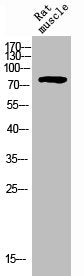 Western Blot analysis of rat-muscle cells using CD31 Polyclonal Antibody.Rabbit anti-Human PECAM1 Polyclonal Antibody