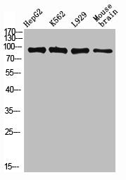Western Blot analysis of various cells using CD31 Polyclonal Antibody diluted at 1:1000Rabbit anti-Human PECAM1 Polyclonal Antibody