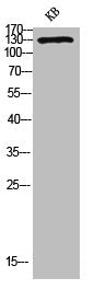 Western blot analysis of KB lysis using CD31 antibody.Rabbit anti-Human PECAM1 Polyclonal Antibody