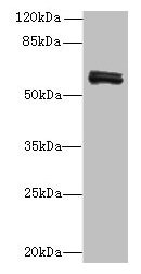 Western blot  | All lanes: FAM222B antibody at 2μg/ml + Mouse liver tissue  | Secondary  | Goat polyclonal to rabbit at 1/10000 dilution  | Predicted band size: 60 kDa  | Observed band size: 60 kDaRabbit anti-Human FAM222B Polyclonal Antibody