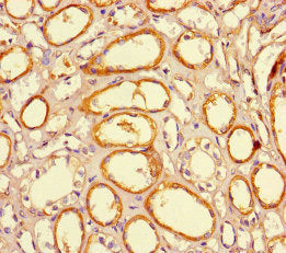 Immunohistochemistry of paraffin-embedded human kidney tissue using the antibody at dilution of 1:100