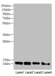 Western blot  | All lanes: DNAJC19 antibody at 0.96µg/ml  | Lane 1: Mouse kidney tissue  | Lane 2: A549 whole cell lysate  | Lane 3: HL60 whole cell lysate  | Lane 4: Hela whole cell lysate  | Secondary  | Goat polyclonal to rabbit IgG at 1/10000 dilution  | Predicted band size: 13, 11 kDa  | Observed band size: 13 kDaRabbit anti-Human DNAJC19 Polyclonal Antibody