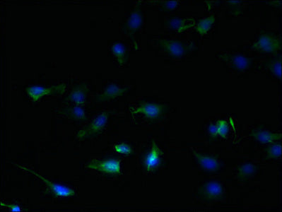 Immunofluorescent analysis of U251 cells using SFXN2 Antibody at dilution of 1:100 and Alexa Fluor 488-congugated AffiniPure Goat Anti-Rabbit IgG(H+L)Rabbit anti-Human SFXN2 Polyclonal Antibody