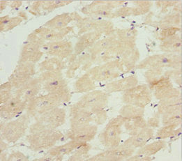 Immunohistochemistry of paraffin-embedded human heart tissue using INPP4A Antibody at dilution of 1:100