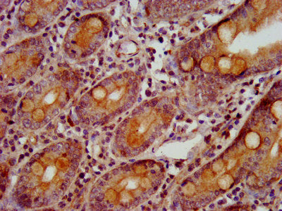 IHC image of GBP4 Antibody diluted at 1:800 and staining in paraffin-embedded human small intestine tissue performed on a Leica BondTM system. After dewaxing and hydration, antigen retrieval was mediated by high pressure in a citrate buffer (pH 6.0). Section was blocked with 10% normal goat serum 30min at RT. Then primary antibody (1% BSA) was incubated at 4°C overnight. The primary is detected by a biotinylated secondary antibody and visualized using an HRP conjugated SP system.Rabbit anti-Human GBP4 Polyclonal Antibody