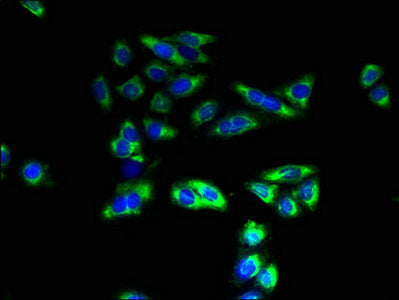Immunofluorescent analysis of HepG2 cells using SLC26A8 Antibody at dilution of 1:100 and Alexa Fluor 488-congugated AffiniPure Goat Anti-Rabbit IgG(H+L)Rabbit anti-Human SLC26A8 Polyclonal Antibody