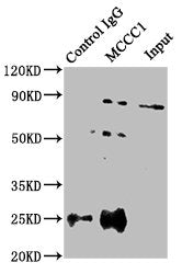 Immunoprecipitating MCCC1 in HEK293 whole cell lysate | Lane 1: Rabbit control IgG instead of MCCC1 Antibody in HEK293 whole cell lysate. | For western blotting, a HRP-conjugated Protein G antibody was used as the secondary antibody (1/2000) | Lane 2: MCCC1 Antibody (8μg) + HEK293 whole cell lysate (500μg) | Lane 3: HEK293 whole cell lysate (10μg)
