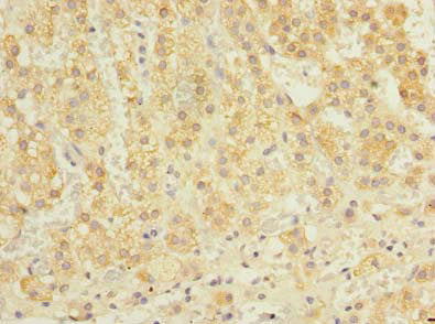 Immunohistochemistry of paraffin-embedded human adrenal gland tissue using OXR1 Antibody at dilution of 1:100Rabbit anti-Human OXR1 Polyclonal Antibody