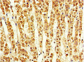 Immunohistochemistry of paraffin-embedded human adrenal gland tissue using ACVR1C Antibody at dilution of 1:100Rabbit anti-Human ACVR1C Polyclonal Antibody