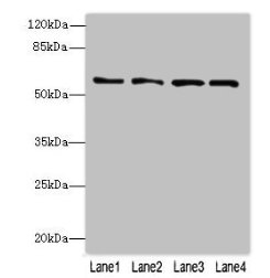Western blot  | All lanes: FLAD1 antibody at 4µg/ml  | Lane 1: K562 whole cell lysate  | Lane 2: HepG2 whole cell lysate  | Lane 3: MDA-MB-231 whole cell lysate  | Lane 4: Hela whole cell lysate  | Secondary  | Goat polyclonal to rabbit IgG at 1/10000 dilution  | Predicted band size: 66, 55, 50, 33, 37 kDa  | Observed band size: 66 kDaRabbit anti-Human FLAD1 Polyclonal Antibody