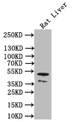 Western BlotPositive WB detected in: Rat Liver tissue lysateAll lanes: SGMS2 antibody at 1:1000SecondaryGoat polyclonal to rabbit IgG at 1/50000 dilutionPredicted band size: 42/50 kDaObserved band size: 42/50 kDaRabbit anti-Human SGMS2 Polyclonal Antibody