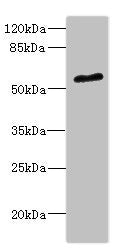 Western blot | All lanes: POC1B antibody at 2.35μg/ml + Mouse small intestine tissue | Secondary | Goat polyclonal to rabbit IgG at 1/10000 dilution | Predicted band size: 54, 50 kDa | Observed band size: 54 kDaRabbit anti-Human POC1B Polyclonal Antibody